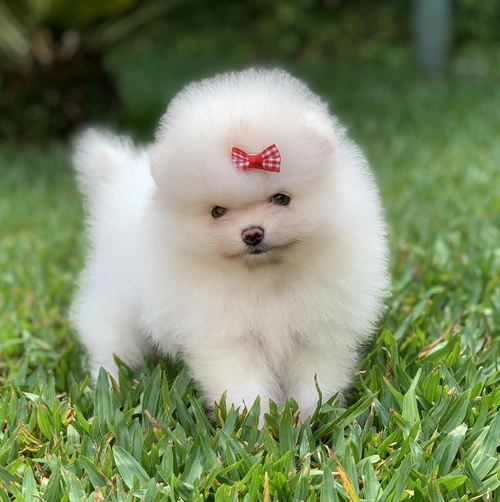 Canil de Spitz alemão em Sorocaba