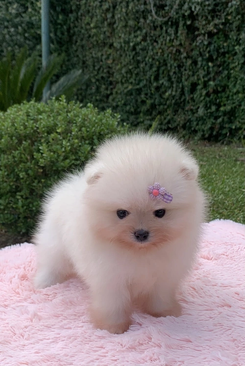 Filhote de Spitz alemão anão