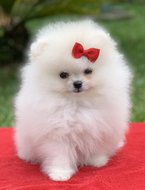 Spitz alemão em São Paulo